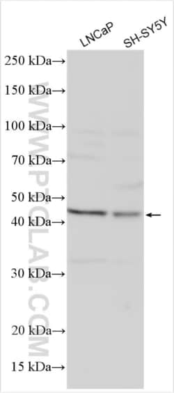 TREK1/KCNK2 Rabbit, anti-Human, Polyclonal, Proteintech:Antibodies:Primary