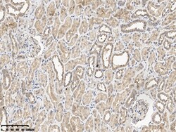 Sino Biological TRIM4 Antibody, Rabbit PAb, Antigen Affinity Purified 100uL,