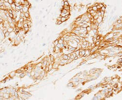Sino Biological Anti-TROP-2 Antibody, Mouse Monoclonal, Quantity: Each