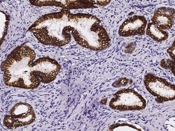Sino Biological Anti-TROP-2 Antibody, Rabbit Polyclonal, Quantity: Each