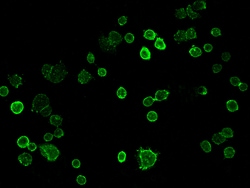 Sino Biological TROP2/TACSTD2 Antibody, Rabbit MAb 100uL, Quantity: Each