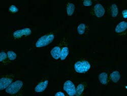 Sino Biological TSPAN3 Antibody, Rabbit PAb, Antigen Affinity Purified