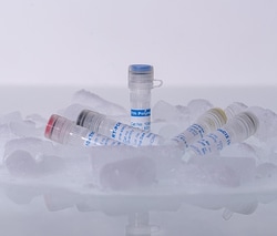 Boca Scientific Inc Tth DNA Polymerase, 2500 units, Quantity: Each of 1