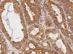 Sino Biological Alpha-Tubulin Antibody, Rabbit PAb, Antigen Affinity Purified,