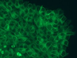 Sino Biological Anti-beta-III Tubulin/TUBB3 Antibody, Rabbit Polyclonal,