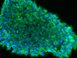 Sino Biological Anti-beta-III Tubulin/TUBB3 Antibody, Rabbit Polyclonal,