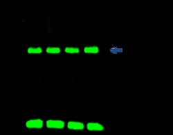 Sino Biological Anti-Thioredoxin/TRX Antibody, Rabbit Polyclonal, Quantity: