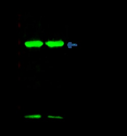 Sino Biological Recombinant Anti-Thioredoxin/TRX Antibody, Rabbit Monoclonal,