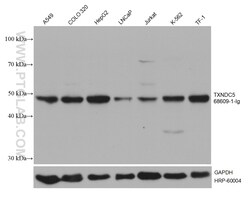 TXNDC5 Mouse, anti-Human, Clone: 1A12C3, Proteintech Quantity: 150 &mu;L:Antibodies