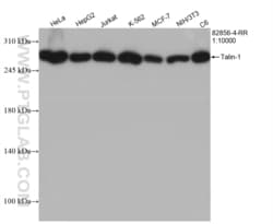 Talin-1 Rabbit, anti-Human, Clone: 7D11, Proteintech Quantity: 100 &mu;L:Antibodies