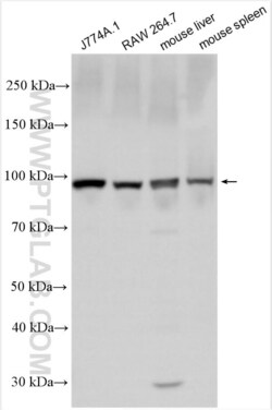 TLR4 Rabbit, anti-Mouse, Polyclonal, Proteintech:Anticuerpos:Anticuerpos
