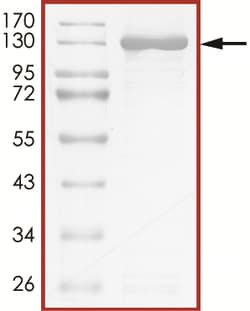 Sino Biological&nbsp;Recombinant Human Ubiquitin Activating Enzyme E1/UBA1 Protein (Full Length, GST Tag), Active
