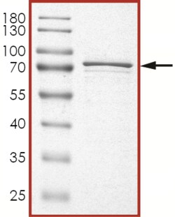 Sino Biological&nbsp;Recombinant Human USP14 Protein (Full Length, GST Tag)
