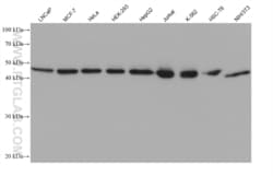 UBA5 Mouse, anti-Human, Clone: 3E5C8, Proteintech:Antibodies:Primary Antibodies