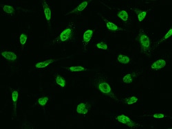 Sino Biological UBD Antibody, Rabbit PAb, Antigen Affinity Purified 100µL,