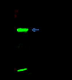 Sino Biological UBCH8 / UBE2L6 Antibody, Rabbit PAb, Antigen Affinity Purified