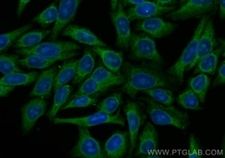 Proteintech UBQLN2 Rabbit, anti-Human, CoraLite Plus 488, Polyclonal, Proteintech