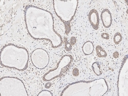 Sino Biological UBQLN2 Antibody, Rabbit PAb, Antigen Affinity Purified