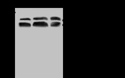 Sino Biological UBQLN2 Antibody, Rabbit PAb, Antigen Affinity Purified