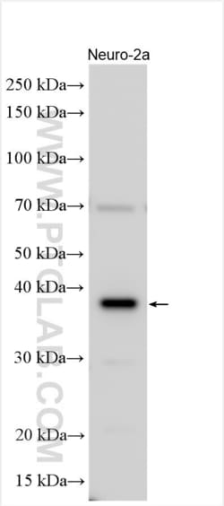 UBXN2B Rabbit, anti-Human, Polyclonal, Proteintech:Antibodies:Primary Antibodies