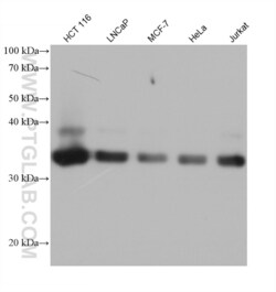 UCHL5 Mouse, anti-Human, Clone: 2B8G11, Proteintech:Antibodies:Primary