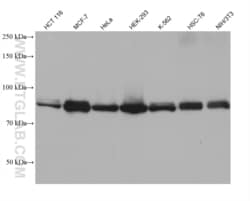 UNR CSDE1 Mouse, anti-Human, Clone: 1D9C5, Proteintech Quantity: 150 &mu;L:Antibodies