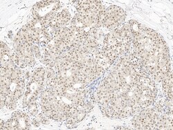 Sino Biological USF1 Antibody, Rabbit PAb, Antigen Affinity Purified 100µL,