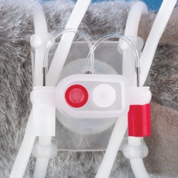 Instech Two channel rat VAH harness with 2 additional injection ports, sterile