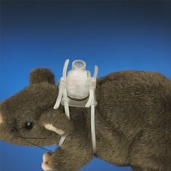Instech Loop connector for rat VAHD harness, primer, sterile, Quantity: