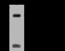 Sino Biological VAMP8 Antibody, Rabbit PAb, Antigen Affinity Purified 100uL,