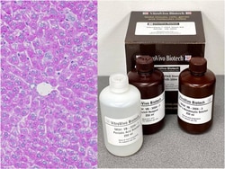 VITRO VIVO BIOTECH LLC&nbsp;VitroView&trade; PAS Stain Kit