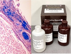 VITRO VIVO BIOTECH LLC&nbsp;VitroView&trade; Luxol Fast Blue Stain Kit