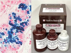 VITRO VIVO BIOTECH LLC&nbsp;VitroView&trade; Prussian Blue Stain Kit