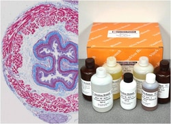 VITRO VIVO BIOTECH LLC&nbsp;VitroView&trade; Masson’s Trichrome Stain Kit