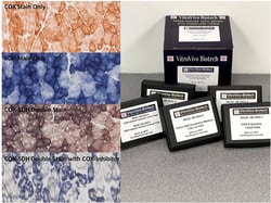 VITRO VIVO BIOTECH LLC&nbsp;COX-SDH DOUBLE HISTOCHEMISTRY