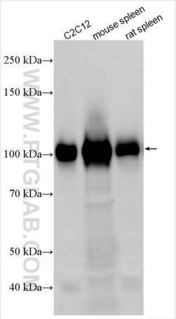 VCAM-1 Rabbit, anti-Mouse, Polyclonal, Proteintech:Antibodies:Primary Antibodies