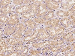 Sino Biological Vinculin Antibody, Rabbit PAb, Antigen Affinity Purified
