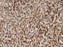 Sino Biological Anti-VEGF-A Antibody, Mouse Monoclonal, Quantity: Each