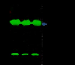 Sino Biological Anti-DUSP3 Antibody, Rabbit Polyclonal, Quantity: Each