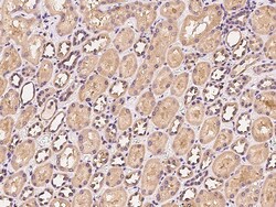 Sino Biological VMO1 Antibody, Rabbit PAb, Antigen Affinity Purified 100µL,