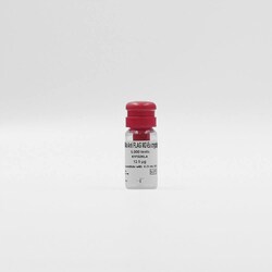 Revvity Health Sciences Inc HTRF mAb Anti-FLAG Eu-Conjugate, 20,000 Assay
