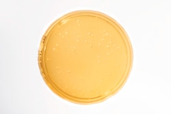 MilliporeSigma&nbsp;Sabouraud Dextrose Agar, 120/pk