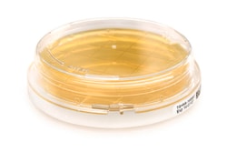 MilliporeSigma Tryptic Soy Agar, 200/pk