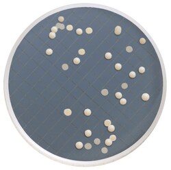 MilliporeSigma Milliflex Cassette prefilled with Sabouraud Dextrose Agar,