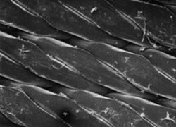 MilliporeSigma Polypropylene Net Filter, 45.0 µm pore size, 25 mm diameter,