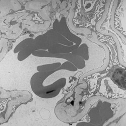 Polysciences, Inc. Spurr Low Viscosity Embedding Kit