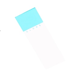 Research Products International Corp&nbsp;Microscope Slides, Ground Edge, Safety Corner, Aqua, 144/pk