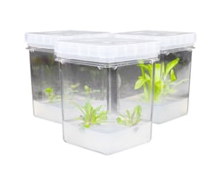 Research Products International Corp Plant Culture Vessel, 65mm x 65mm