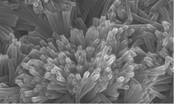 Strem, An Ascensus Company CAS . 500mg. Polydiacetylene nanotube (PDNT-12-8-22Br).,