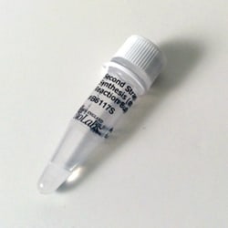 New England Biolabs, Inc.&nbsp;NEBNext Second Strand Synthesis (dNTP-free) Reaction Buffer – 0.4 ml